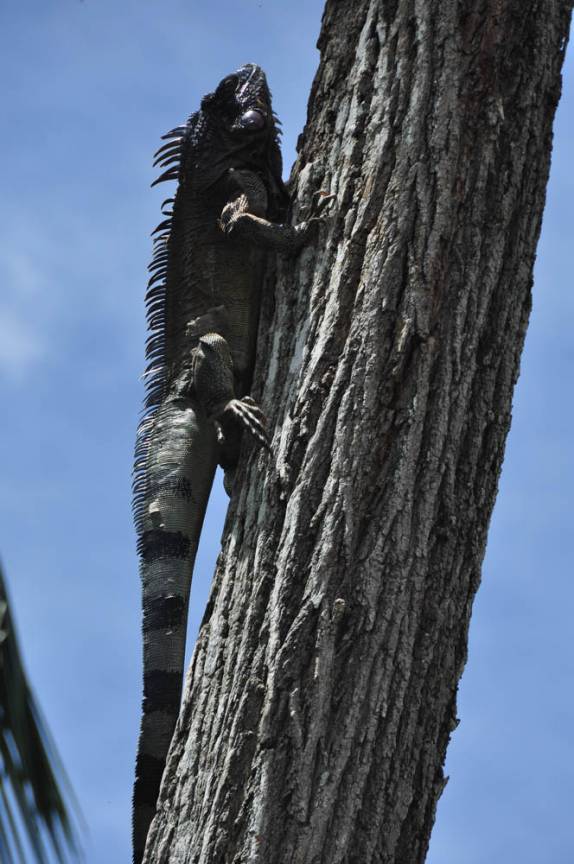 Uma iguana no Hato El Cedral, na região dos llanos venezuelanos, perto da cidade de Mantecal